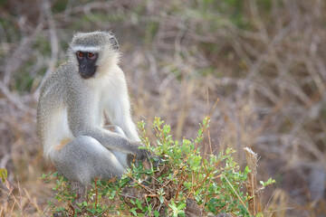 Grüne Meerkatze / Vervet monkey / Cercopithecus aethiops .