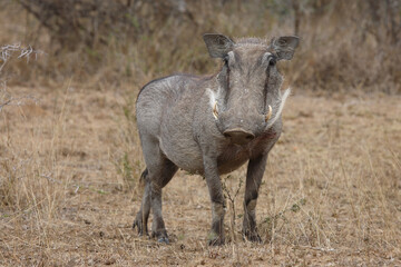 Warzenschwein / Warthog / Phacochoerus africanus