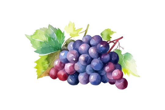 Bunch of grapes hand drawn color watercolor. Vector illustration design.