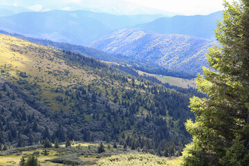 Fototapeta premium The mountains are covered with greenery and spruces in the summer, part of a large tree in the foreground