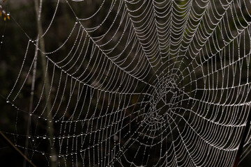 web covered with drops of dew, autumn web, drops of morning fog on a beautiful web