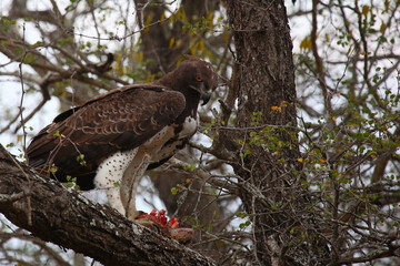 Kampfadler / Martial Eagle / Polemaetus bellicosus