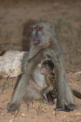 Bärenpavian / Chacma baboon / Papio ursinus