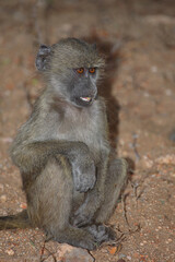 Bärenpavian / Chacma baboon / Papio ursinus