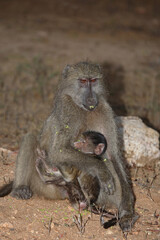 Bärenpavian / Chacma baboon / Papio ursinus