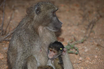 Bärenpavian / Chacma baboon / Papio ursinus