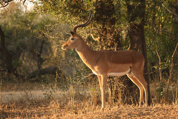 Schwarzfersenantilope / Impala / Aepyceros melampus