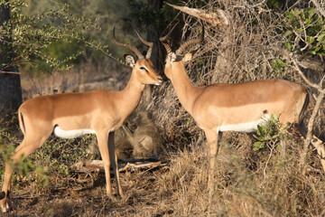 Schwarzfersenantilope / Impala / Aepyceros melampus