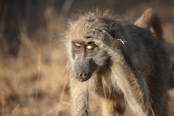 Bärenpavian / Chacma baboon / Papio ursinus..