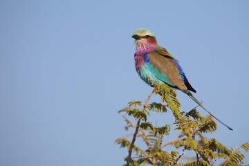 Gabelracke / Lilac-breasted roller / Coracias caudata