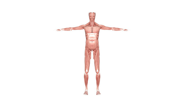 Anatomy, combinable systems and apparatus. Skeleton, nervous system, lymphatic, circulatory, digestive, respiratory, urinary
