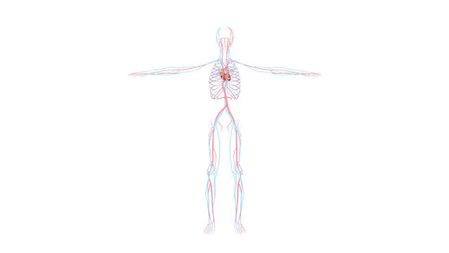 Anatomy, combinable systems and apparatus. Skeleton, nervous system, lymphatic, circulatory, digestive, respiratory, urinary
