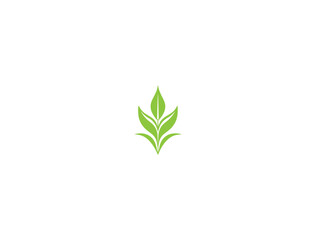 premium corn plant logo vector, vector and illustration,