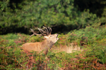Red deer stag calling during the rut in autumn
