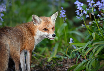 Red fox amongst bluebells in spring
