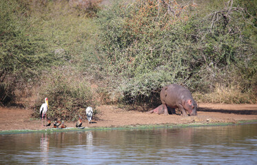 Flußpferd Sattelstorch Afrikanischer Graureiher und Witwenpfeifgans / Hippopotamus Saddle-billed...