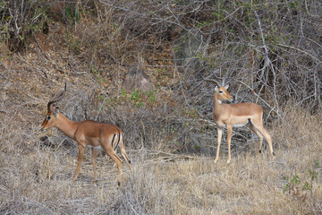 Schwarzfersenantilope / Impala / Aepyceros melampus