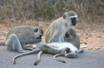 Grüne Meerkatze / Vervet monkey / Cercopithecus aethiops .