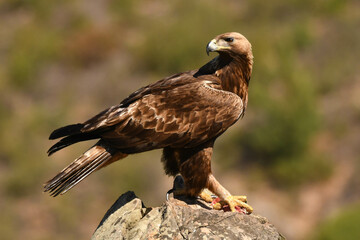 Steinadler