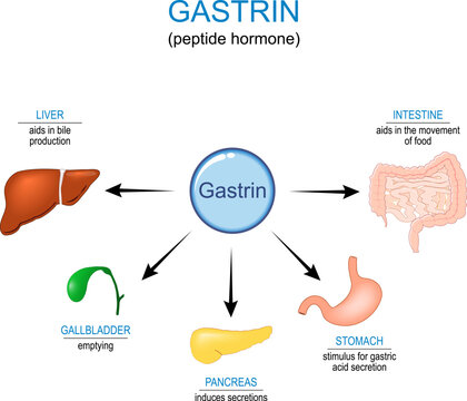 Gastrin hormone Function.