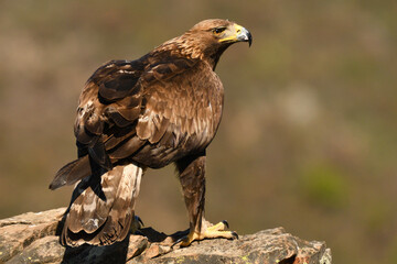 Steinadler