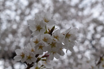 春の日の満開の桜