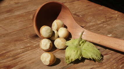 Fresh harvest of hazelnuts from our own garden
