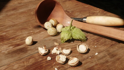 Fresh harvest of hazelnuts from our own garden
