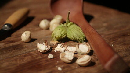Fresh harvest of hazelnuts from our own garden

