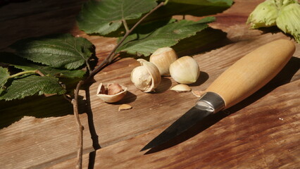 Fresh harvest of hazelnuts from our own garden
