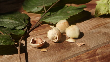 Fresh harvest of hazelnuts from our own garden
