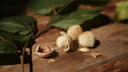 Fresh harvest of hazelnuts from our own garden
