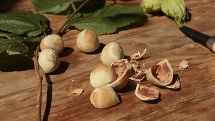Fresh harvest of hazelnuts from our own garden
