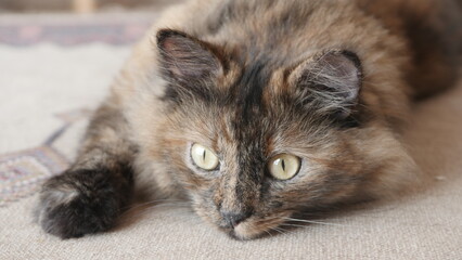 My pet cat named Maya