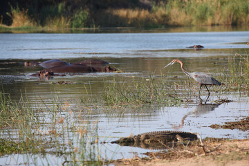 Goliathreiher - Nilkrokodil - Flußpferd / Goliath heron - Nile crocodile - Hippopotamus / Ardea...