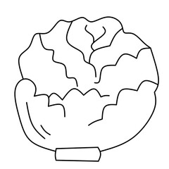 graphic vector illustration, hand drawn botanical cabbage. Organic vegan products. suitable for restaurant menus or packaging, labels, posters, print. Style carving.