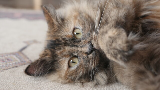 My pet cat named Maya