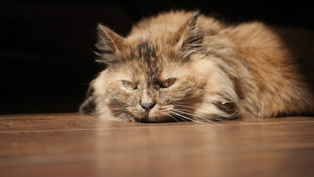My pet cat named Maya