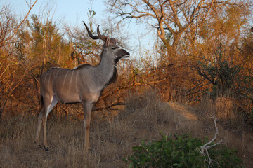 Großer Kudu / Greater kudu / Tragelaphus strepsiceros