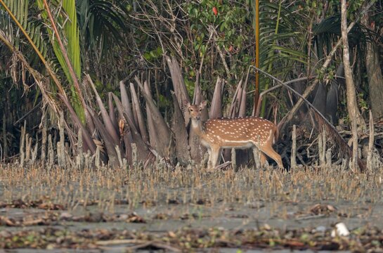 Wild spotted deer(female).spotted deer or chital deer  is a deer species native to the Indian subcontinent.this photo was taken from sundarbans,Bangladesh.