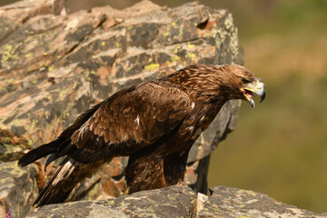 Steinadler