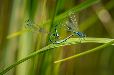 Damselfly couple mating on a green leaf