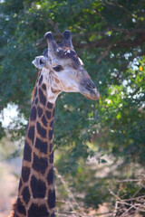 Giraffe / Giraffe / Giraffa camelopardalis