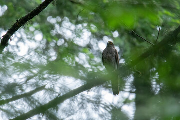 Wildlife photography of birds of prey with beautiful light on taken by a young photographer with huge respect of those incredible animals.
