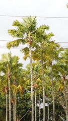 Coconut Trees