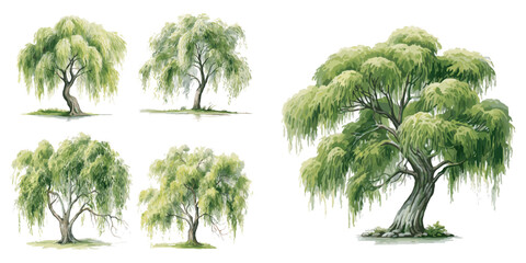 watercolor willow tree clipart for graphic resources - obrazy, fototapety, plakaty