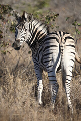 Obraz premium Steppenzebra / Burchell's zebra / Equus quagga burchellii