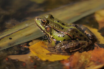 Frog