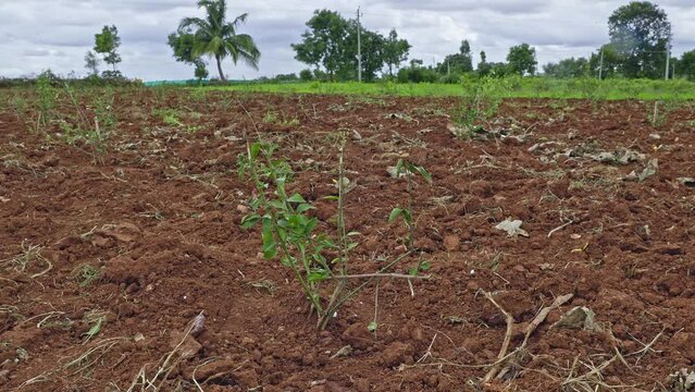 A view of a fresh jasmine plantation on the red soil field