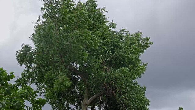 A view of a small neem tree or Indian lilac swaying in the stormy wind